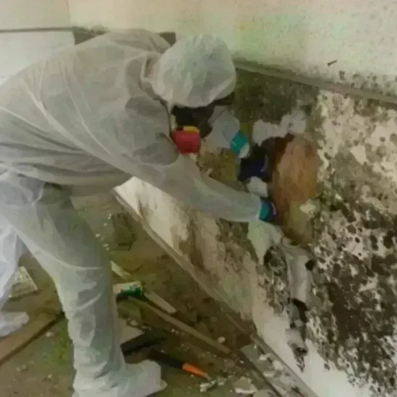 Mold Remediation and Removal in Ward County, TX